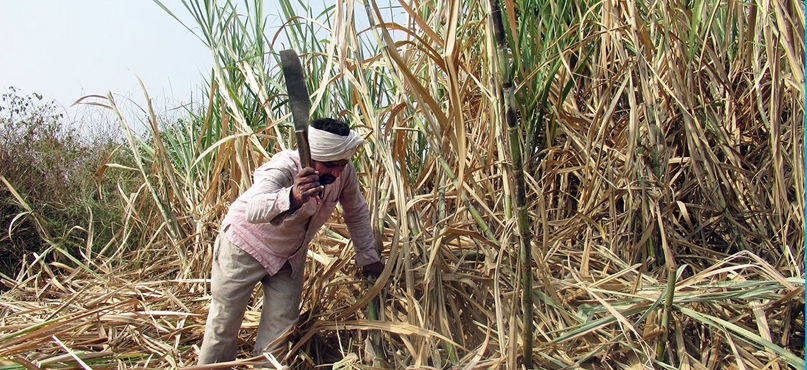 sugarcane worker