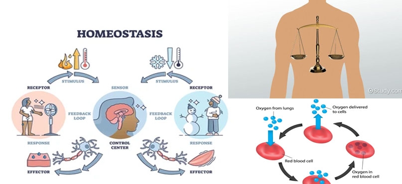 Homeostasis and human negligence