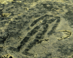 कातळशिल्पे कातळशिल्पे